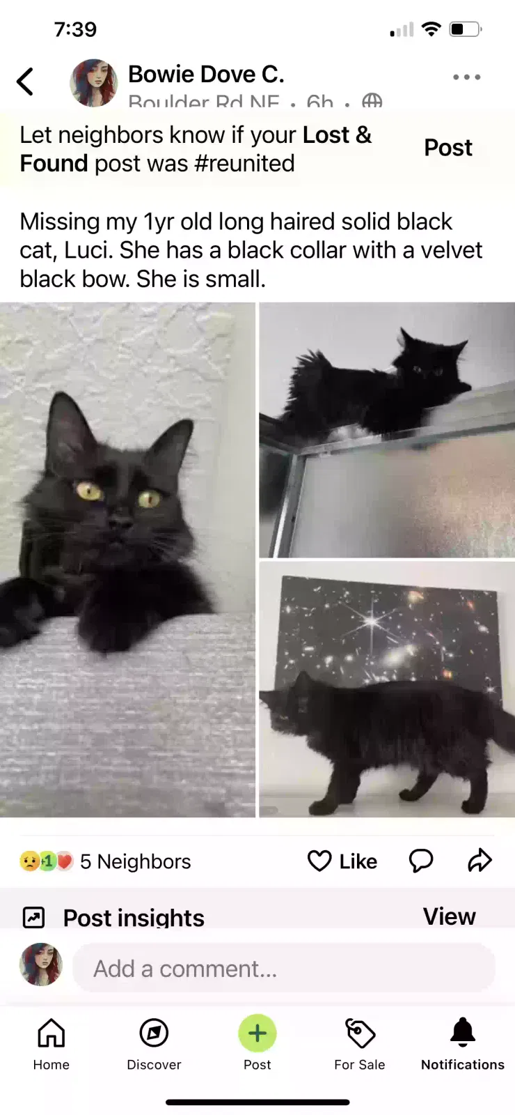 Lost cat in Rio Rancho, NM, 87144