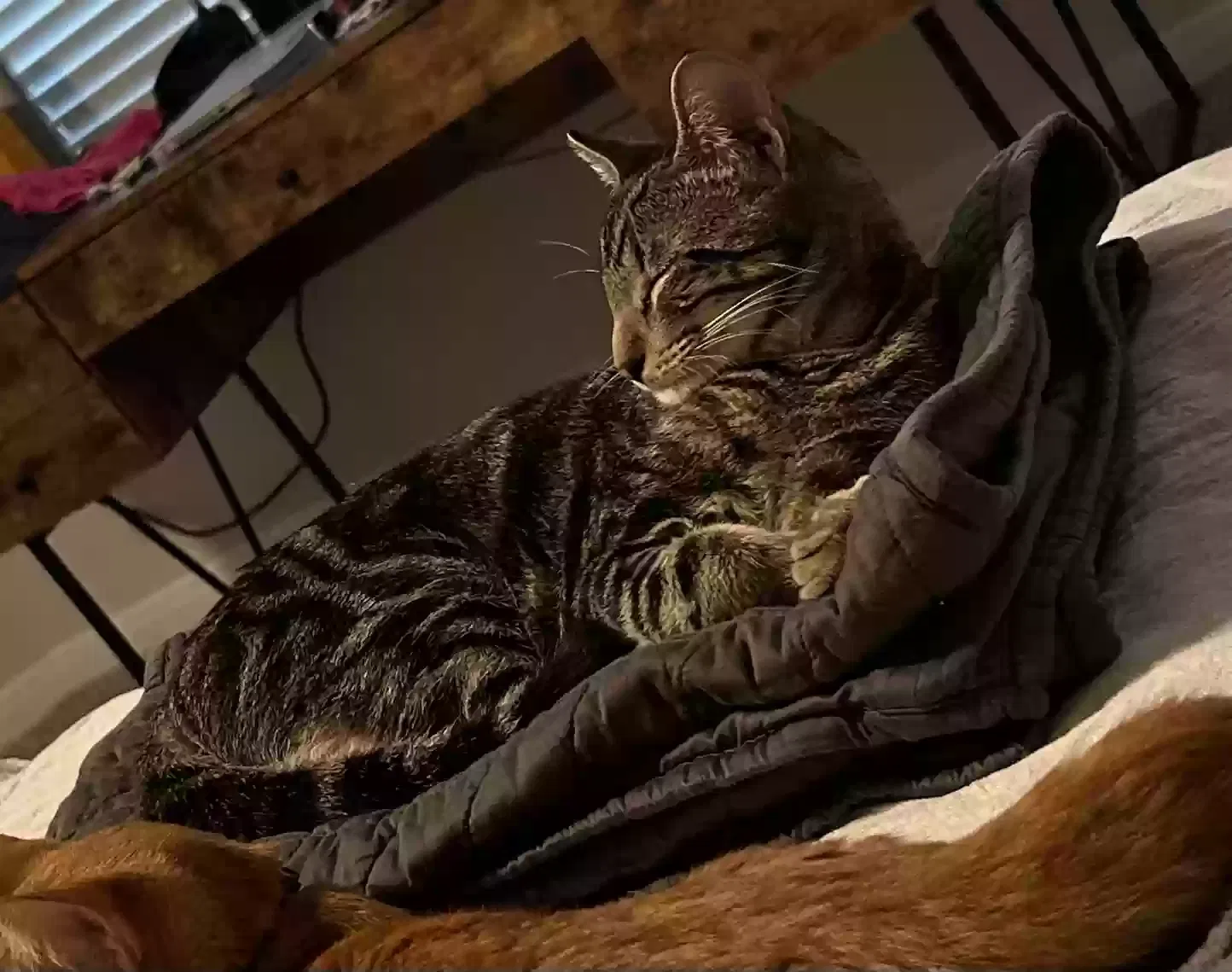 Lost cat in Converse, TX, 78109