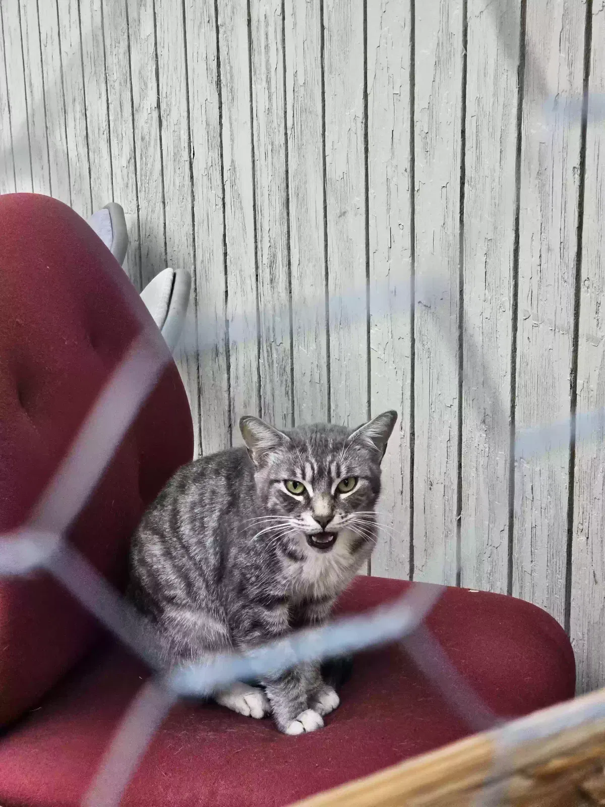 Found cat in Salem, OR, 97304
