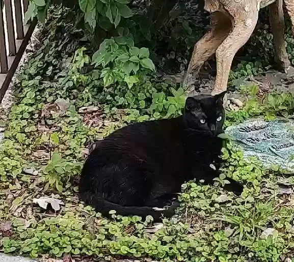 Lost cat in Jacksonville, FL, 32223