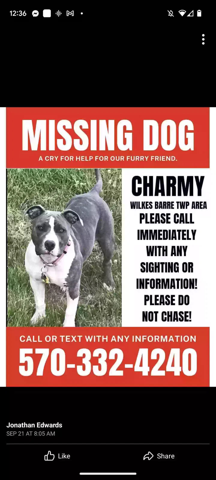 Lost dog in Pittston, PA, 18640