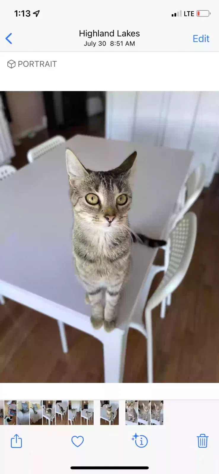 Lost cat in Belvidere, NJ, 7823