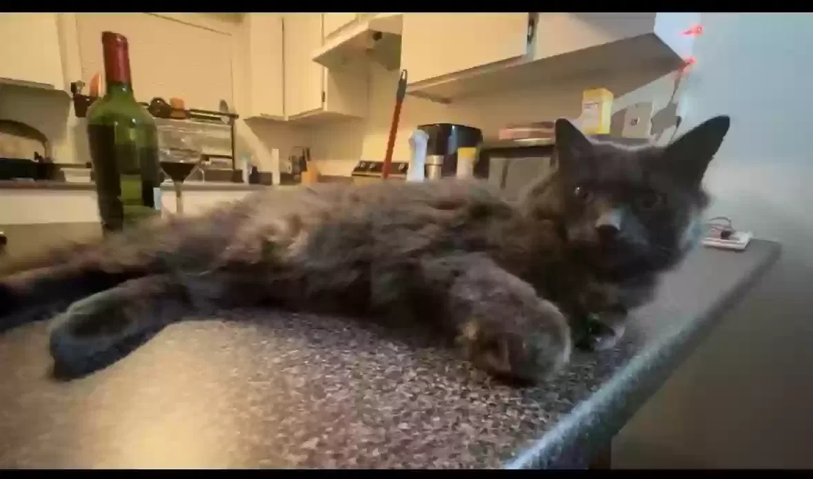 Lost cat in Albuquerque, NM, 87112