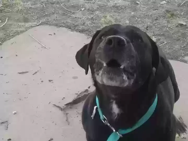 Lost dog in San Marcos, TX, 78666