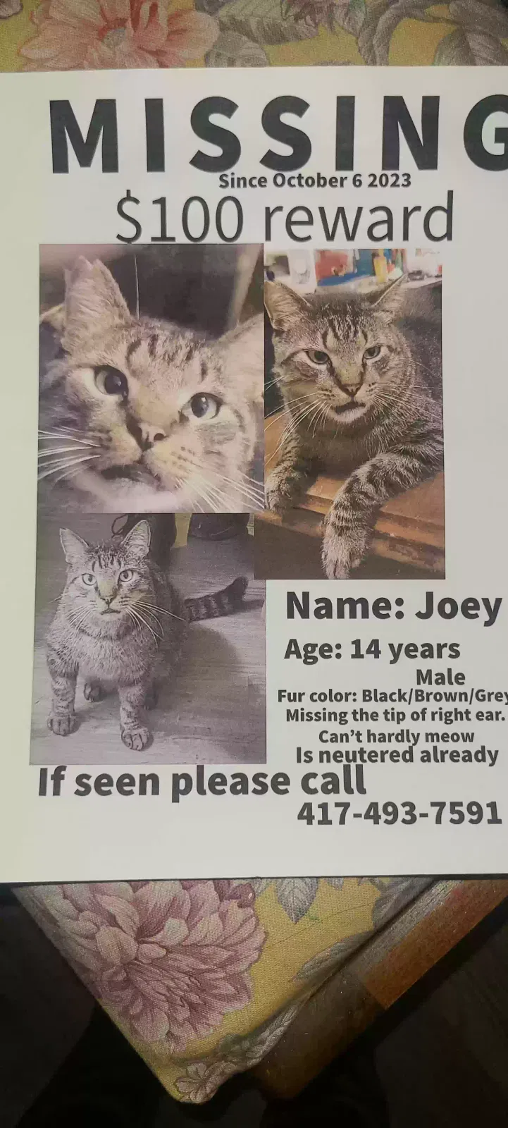 Lost cat in Springfield, MO, 65803