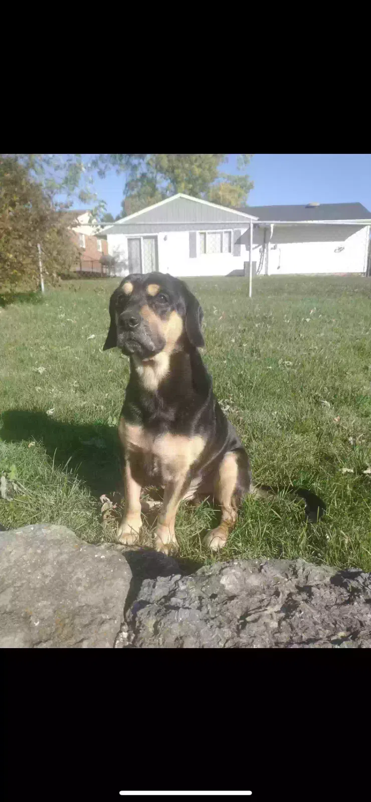 Found dog in Cincinnati, OH, 45251