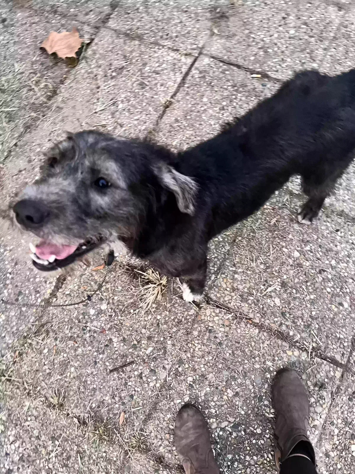 Lost dog in Indianapolis, IN, 46203