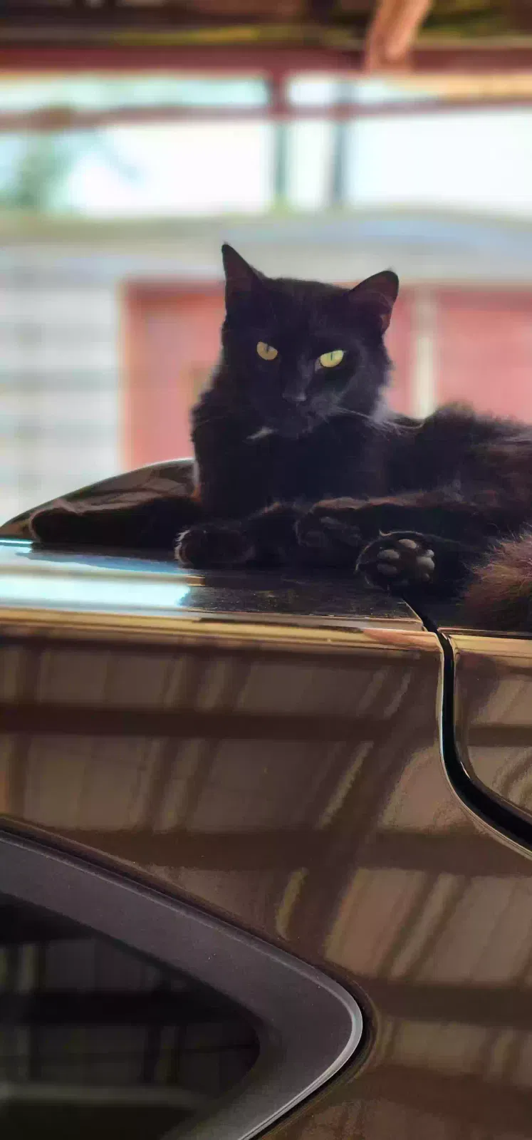 Lost cat in Huntsville, AL, 35810