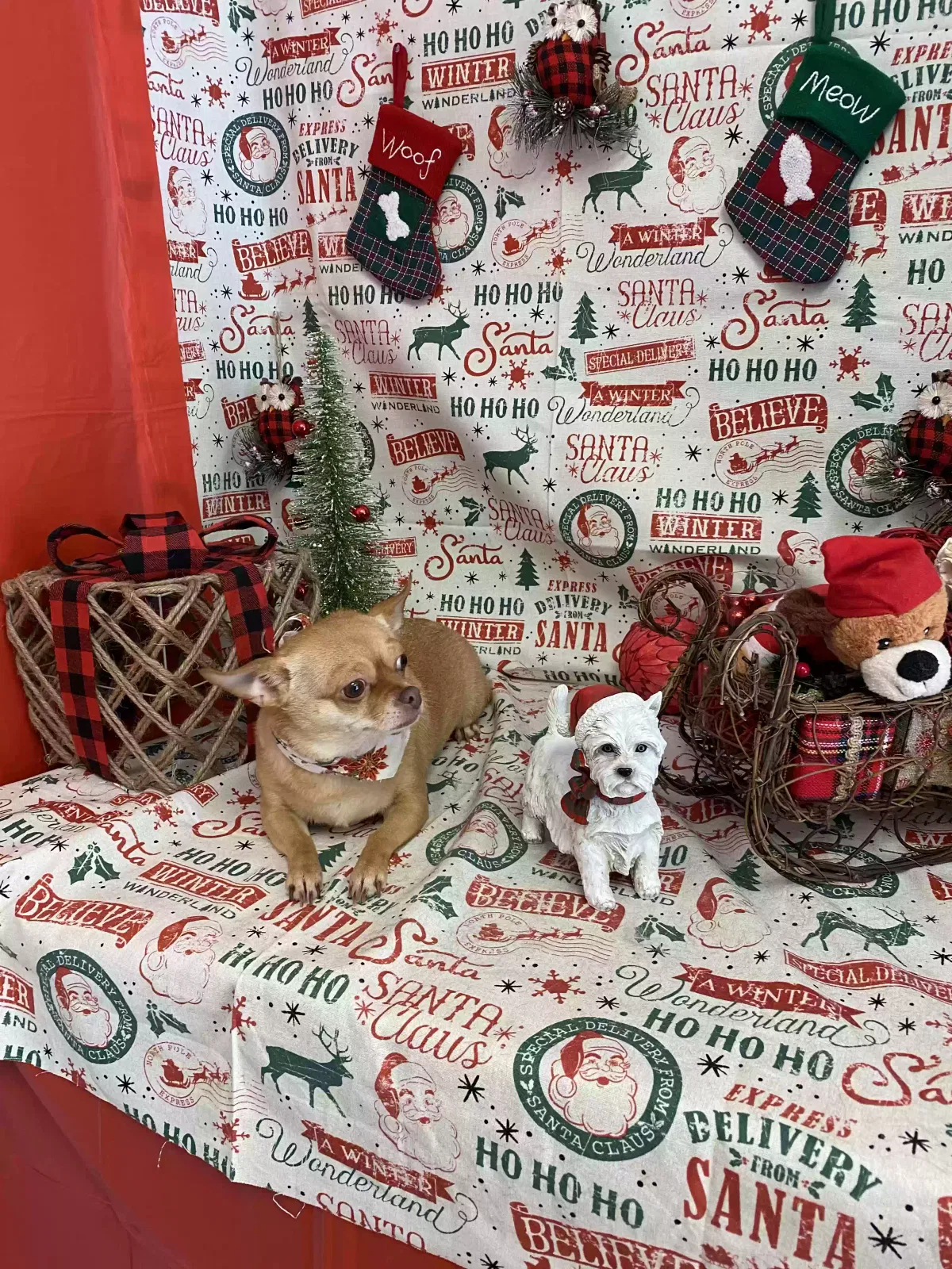 Lost dog in Columbia, SC, 29209