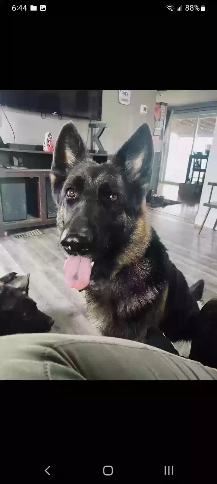 Lost dog in Greenville, MI, 48838