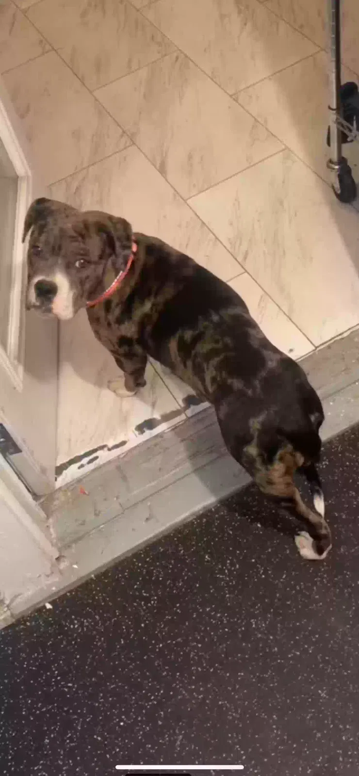 Lost dog in Gastonia, NC, 28052