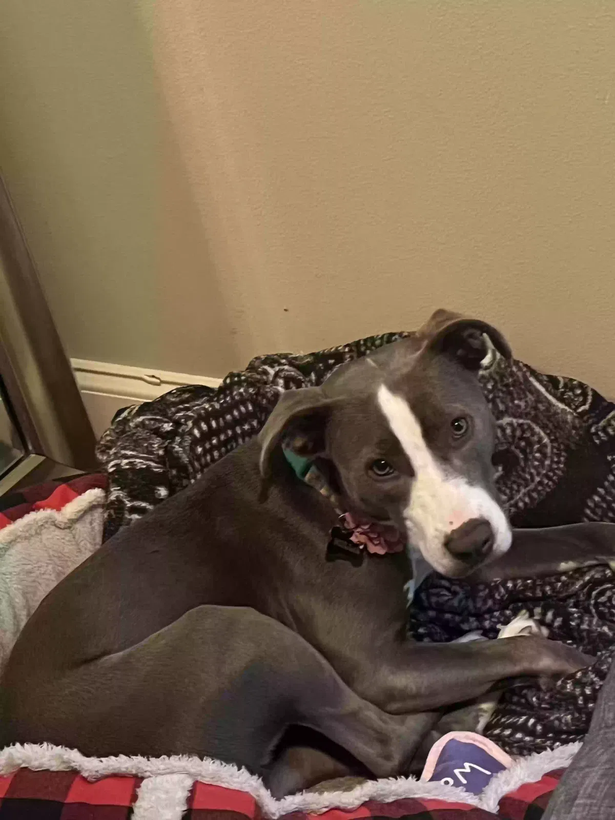 Lost dog in Baton Rouge, LA, 70816