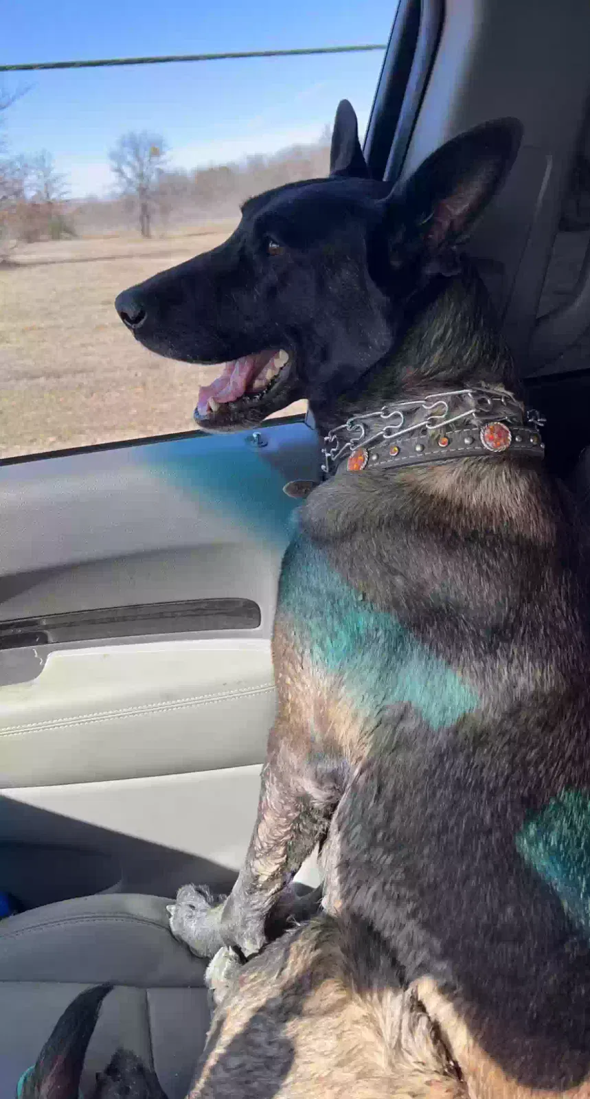 Lost dog in Stephenville, TX, 76401