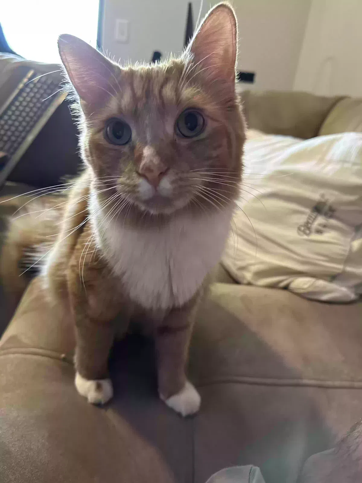 Lost cat in Altamonte Springs, FL, 32701