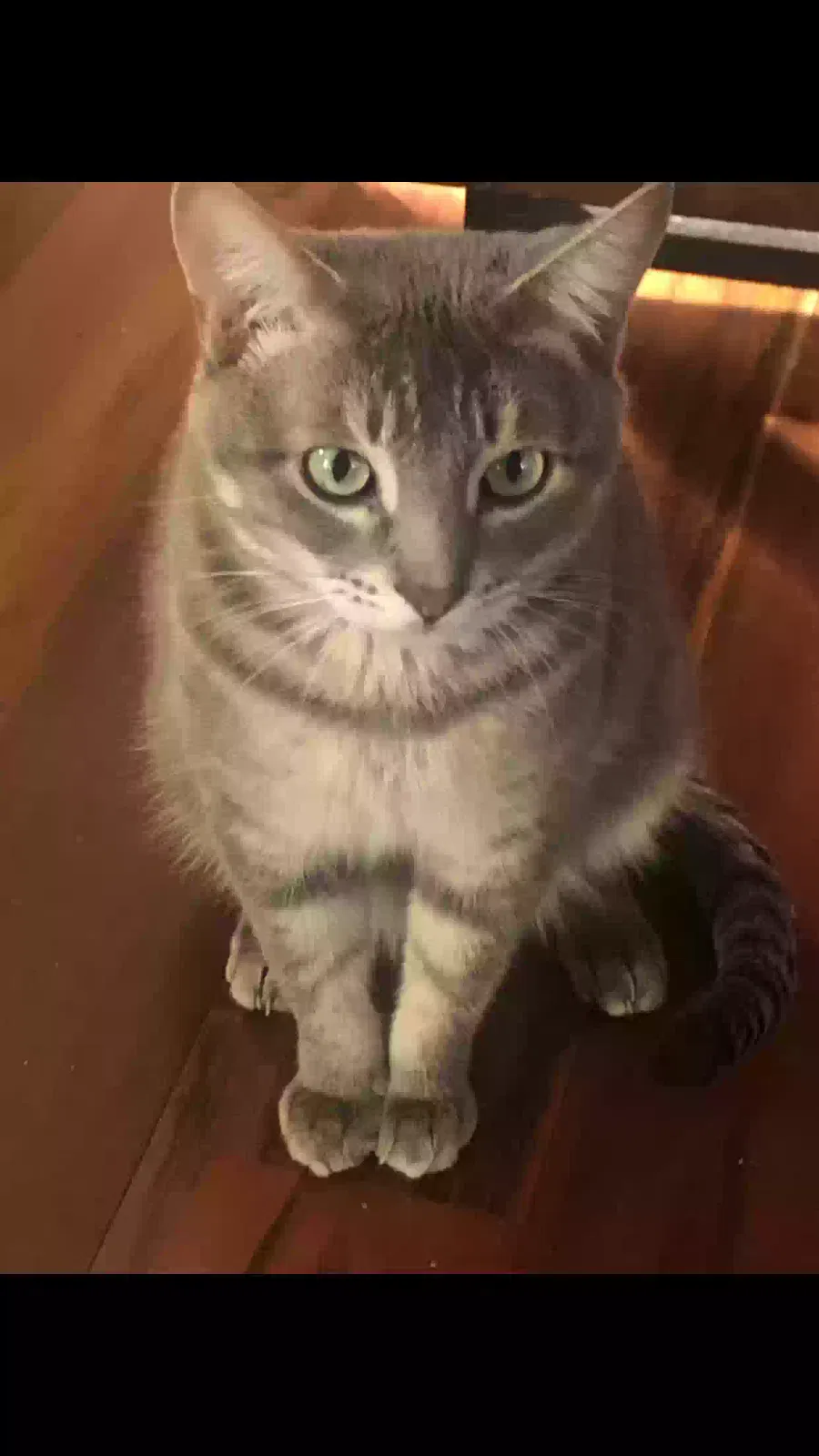 Lost cat in Whittier, CA, 90606