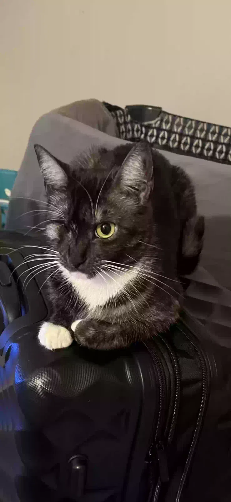 Lost cat in Pasadena, CA, 91104