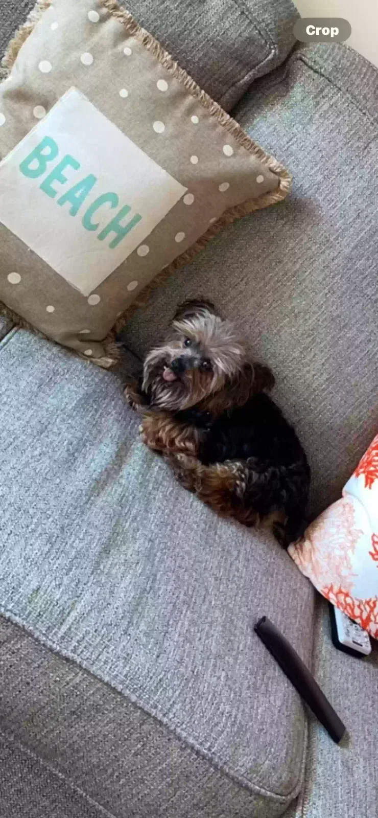 Lost dog in Dallas, TX, 75218
