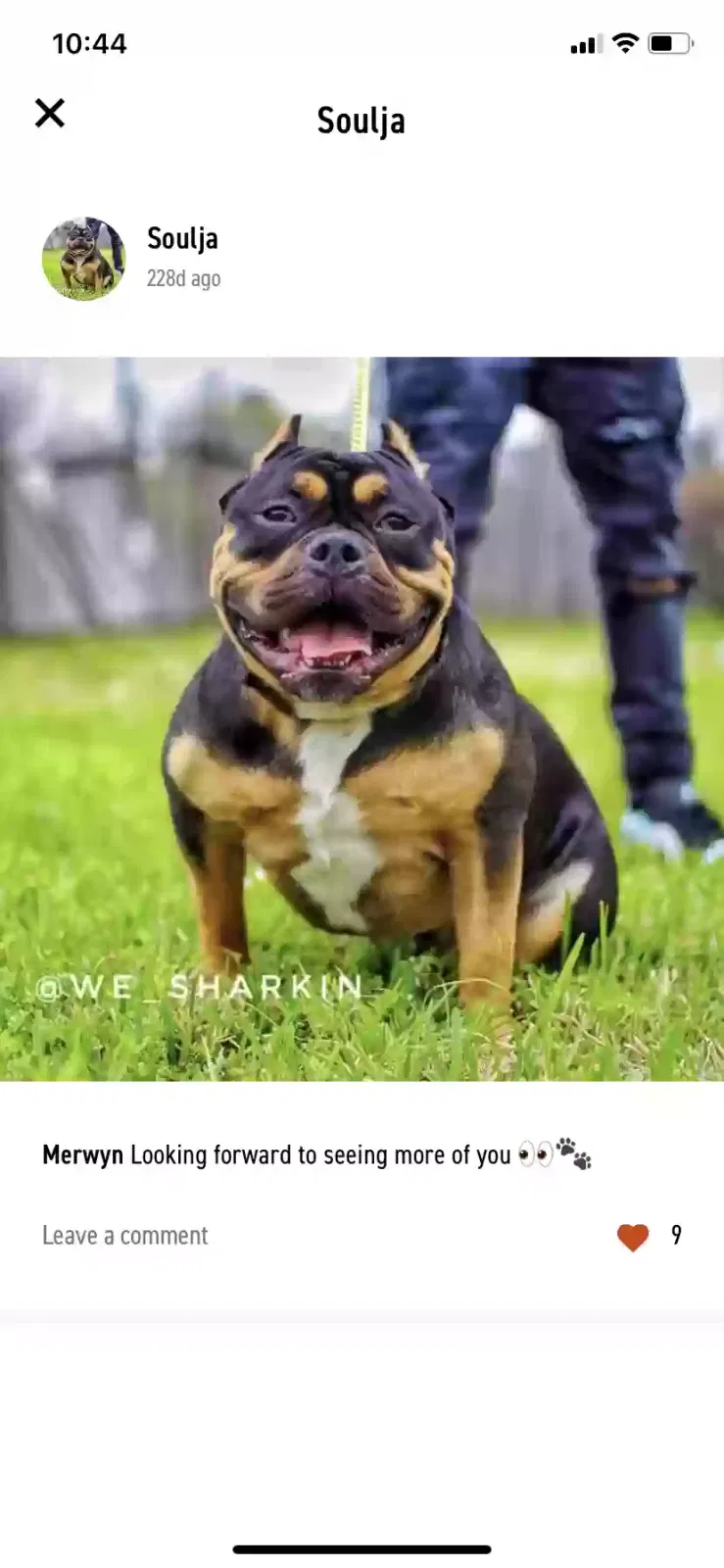 Lost dog in Houston, TX, 77082