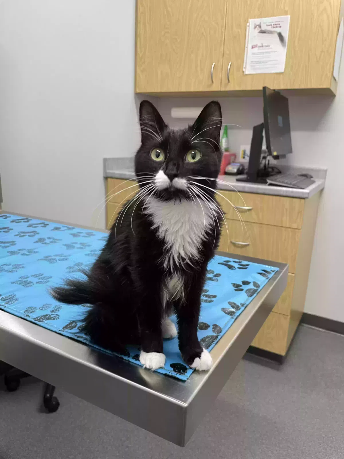 Lost cat in Ankeny, IA, 50021