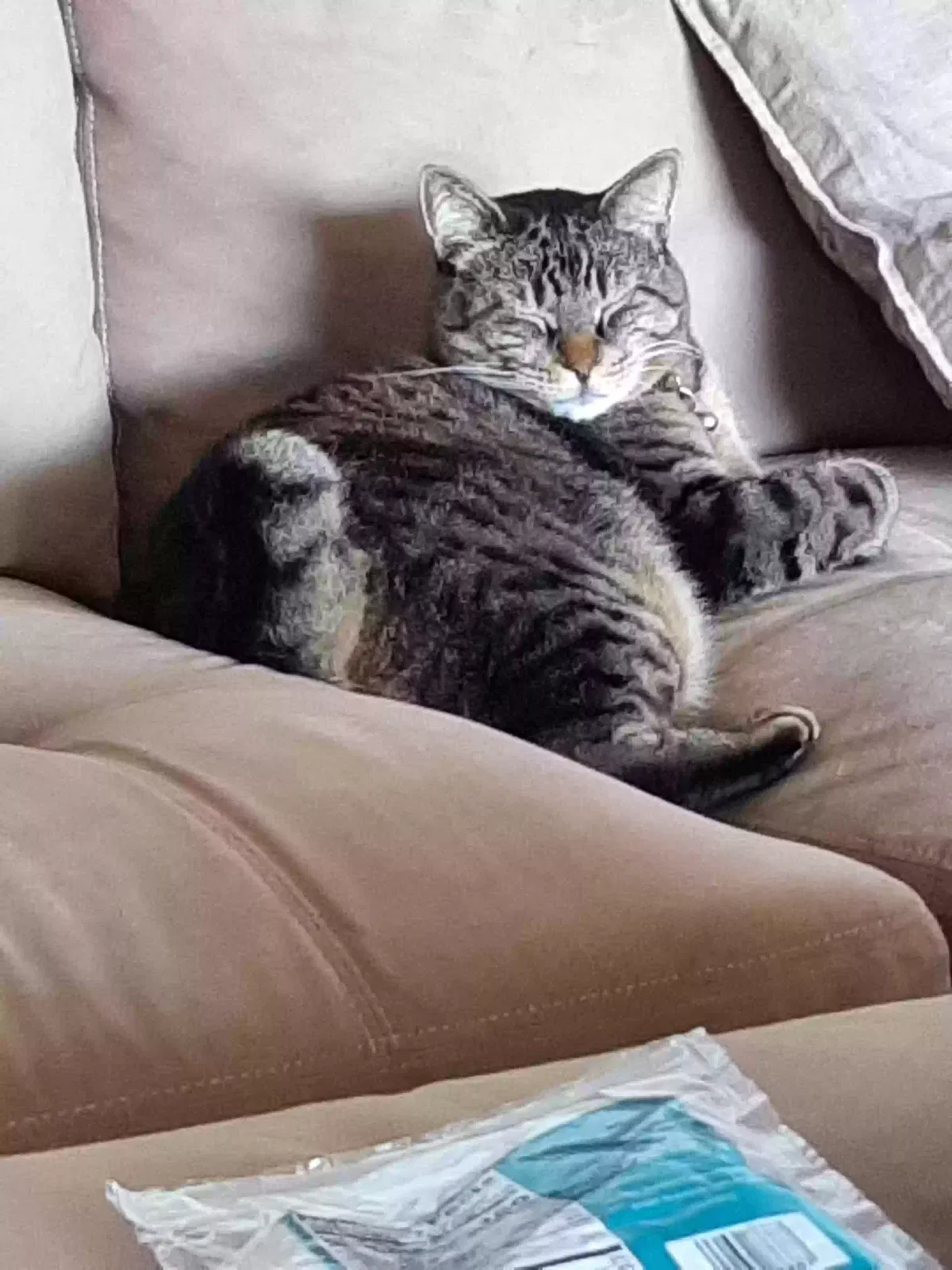 Lost cat in Tacoma, WA, 98465
