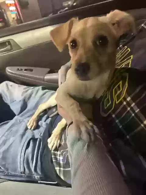 Found dog in Azusa, CA, 91702