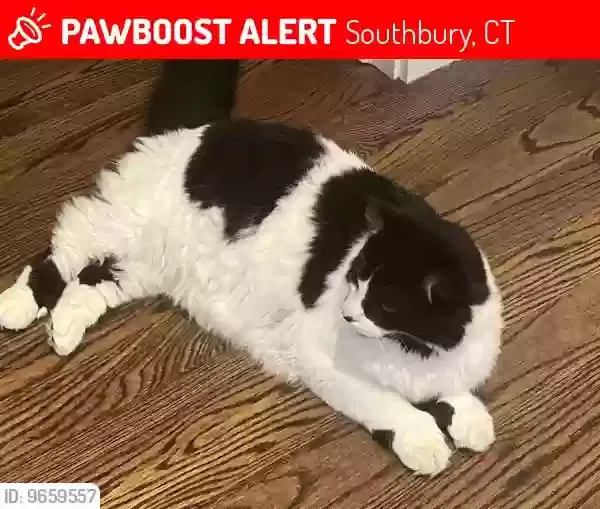 Lost cat in Southbury, CT, 6488