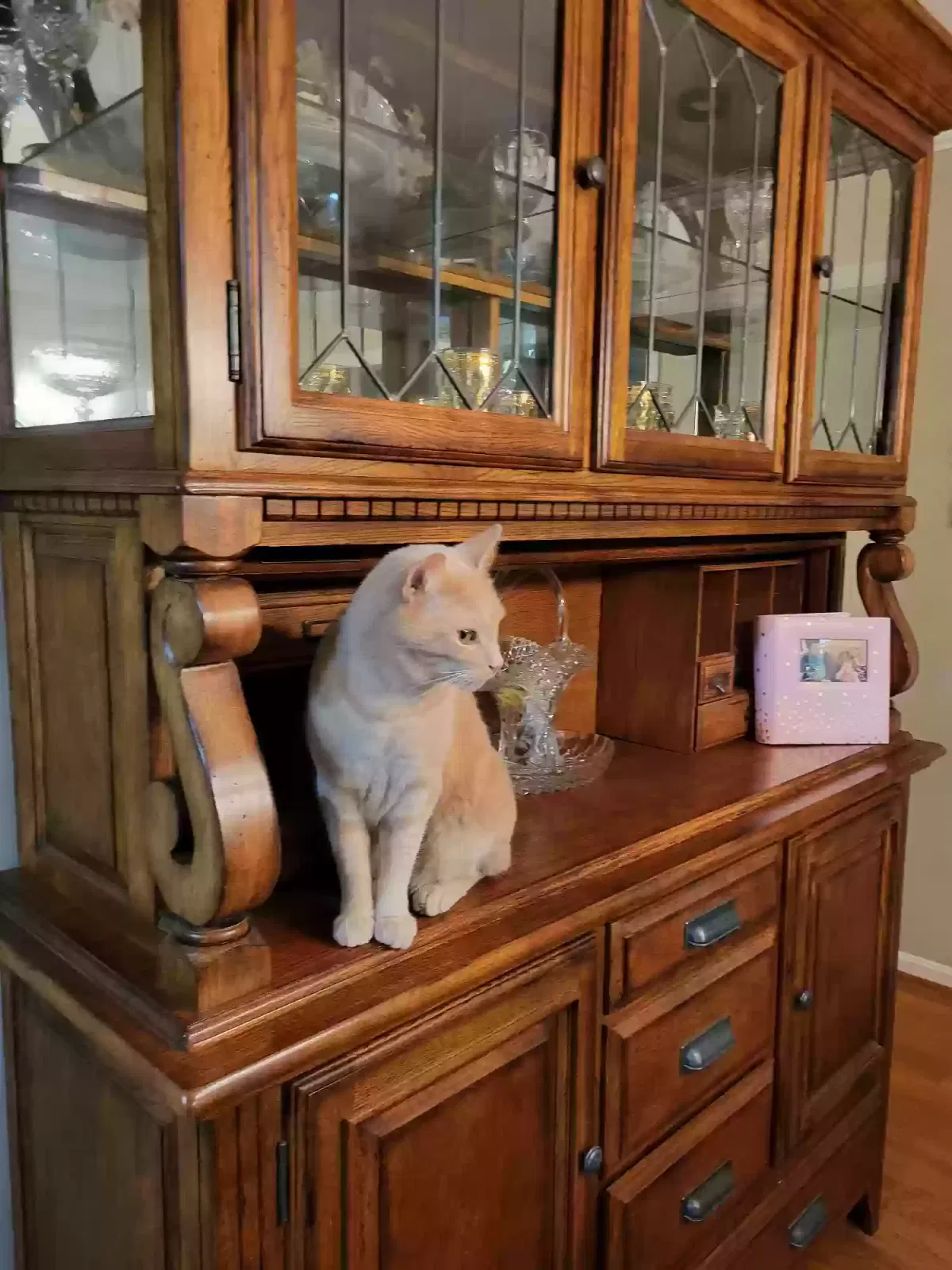 Lost cat in Oxford, OH, 45056