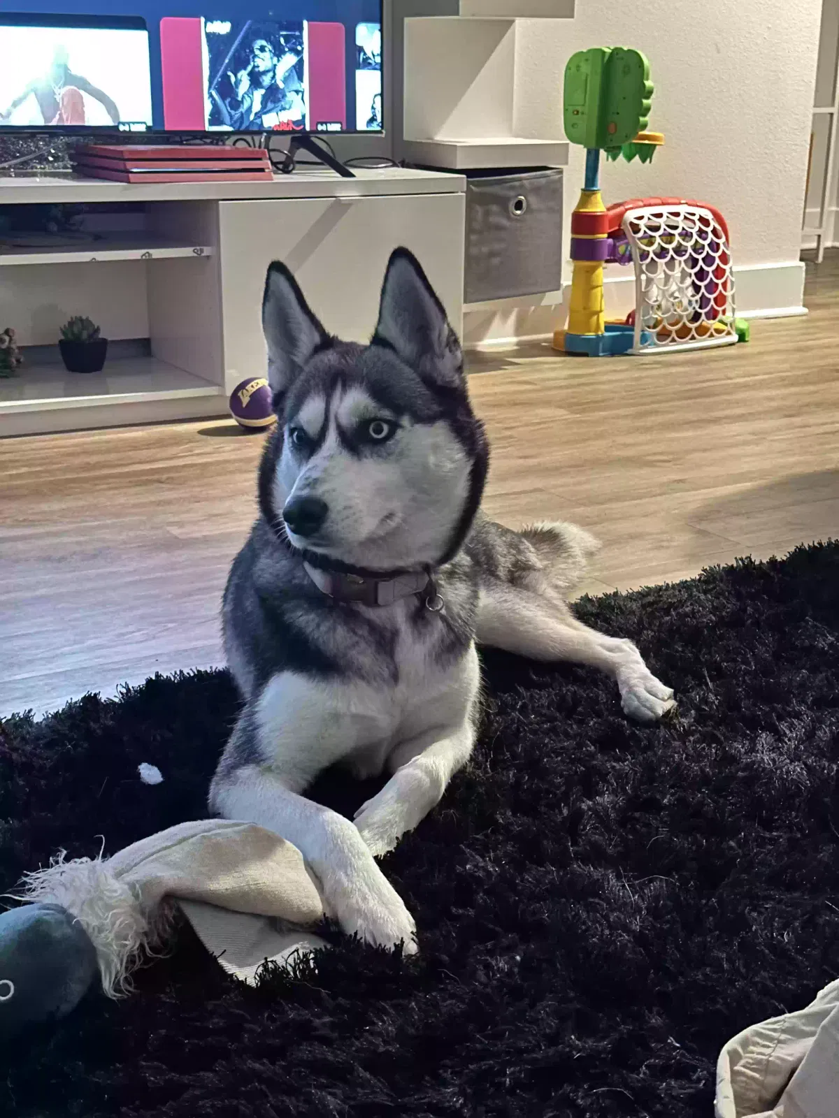 Lost dog in Bell Gardens, CA, 90201