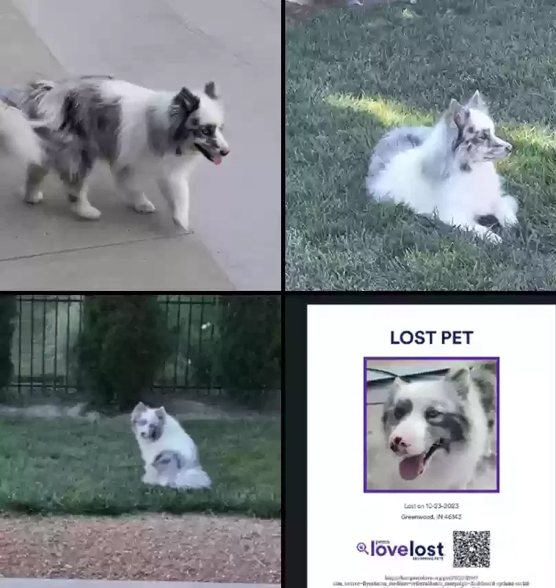 Lost dog in Greenwood, IN, 46143