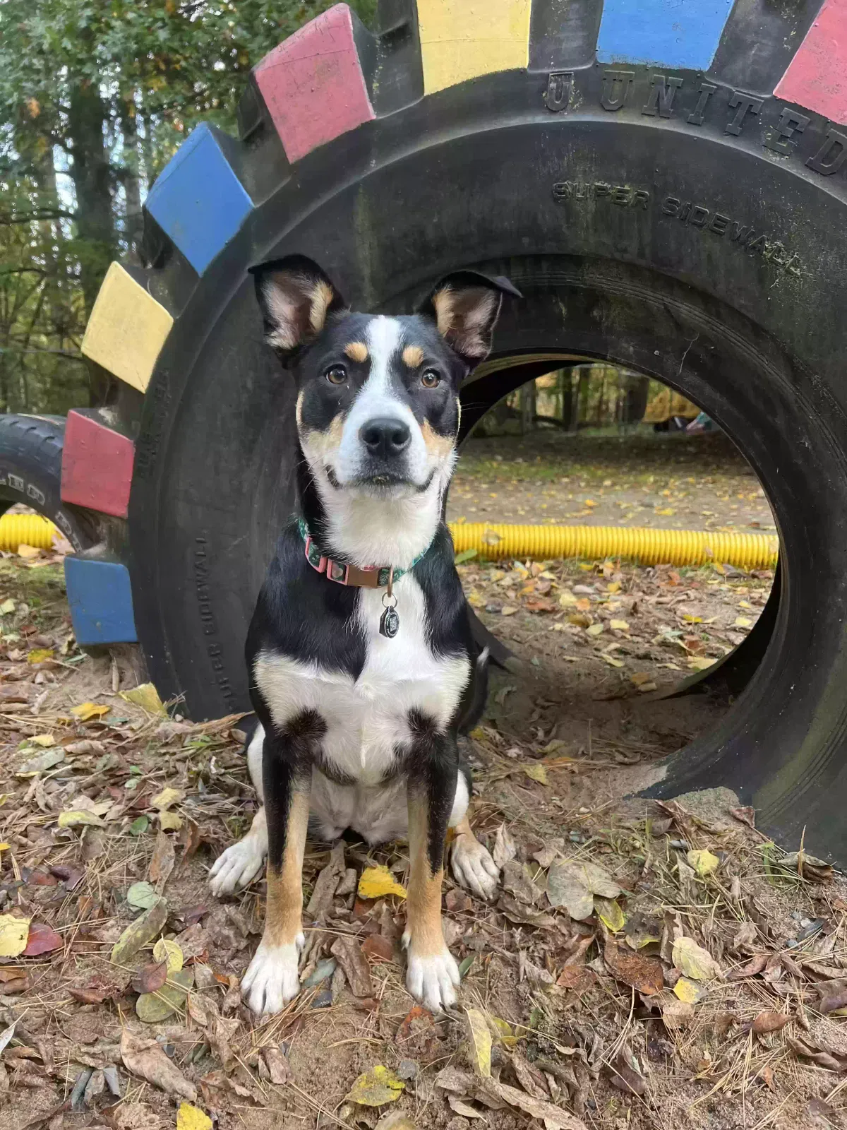 Lost dog in Saline, MI, 48176