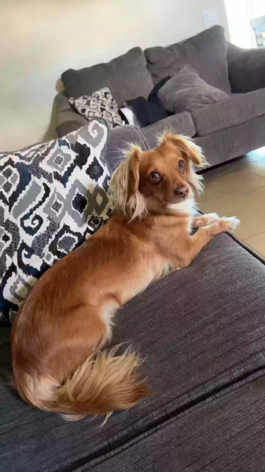 Lost dog in Elk Grove, CA, 95624