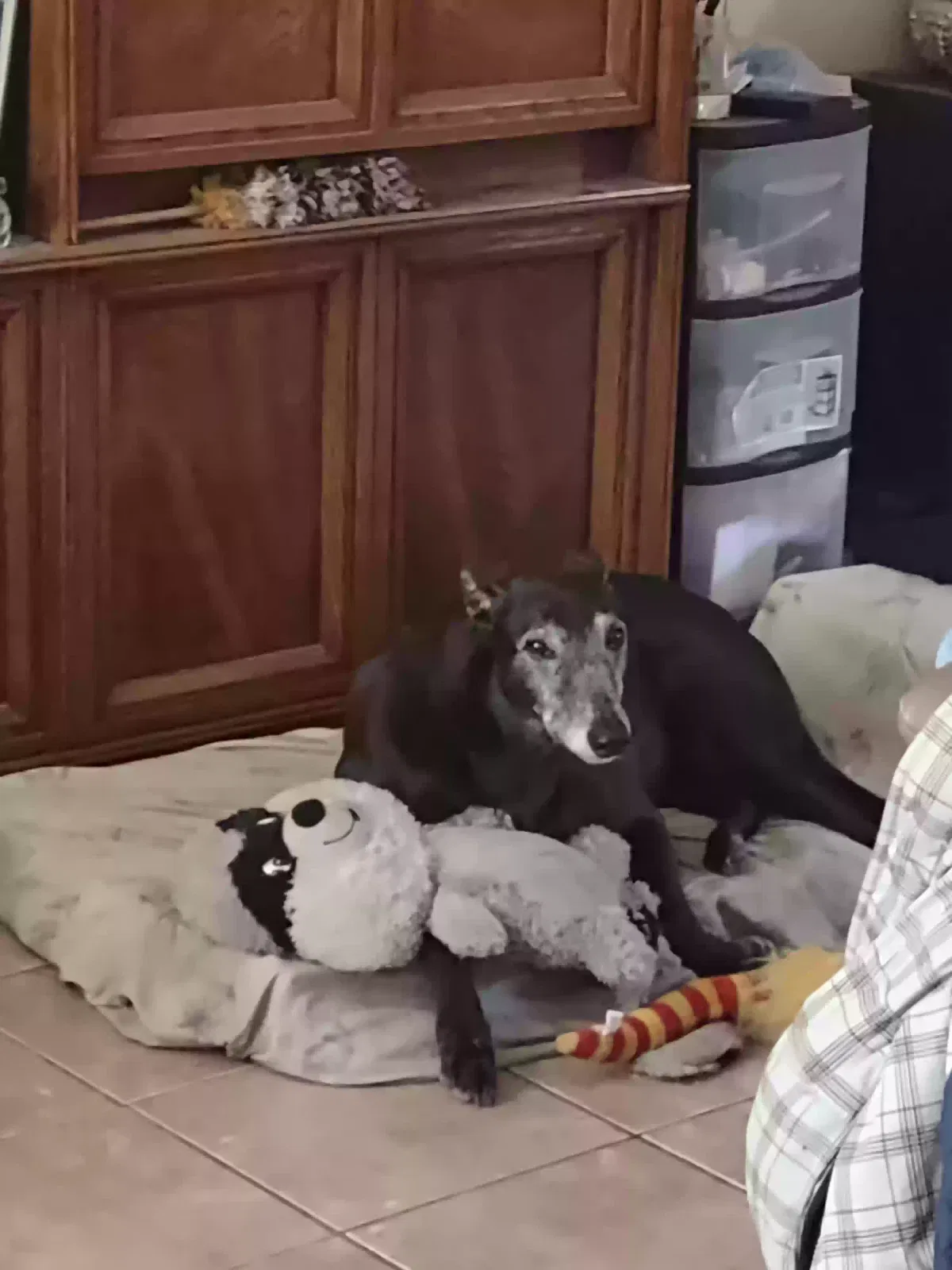 Lost dog in San Jose, CA, 95121