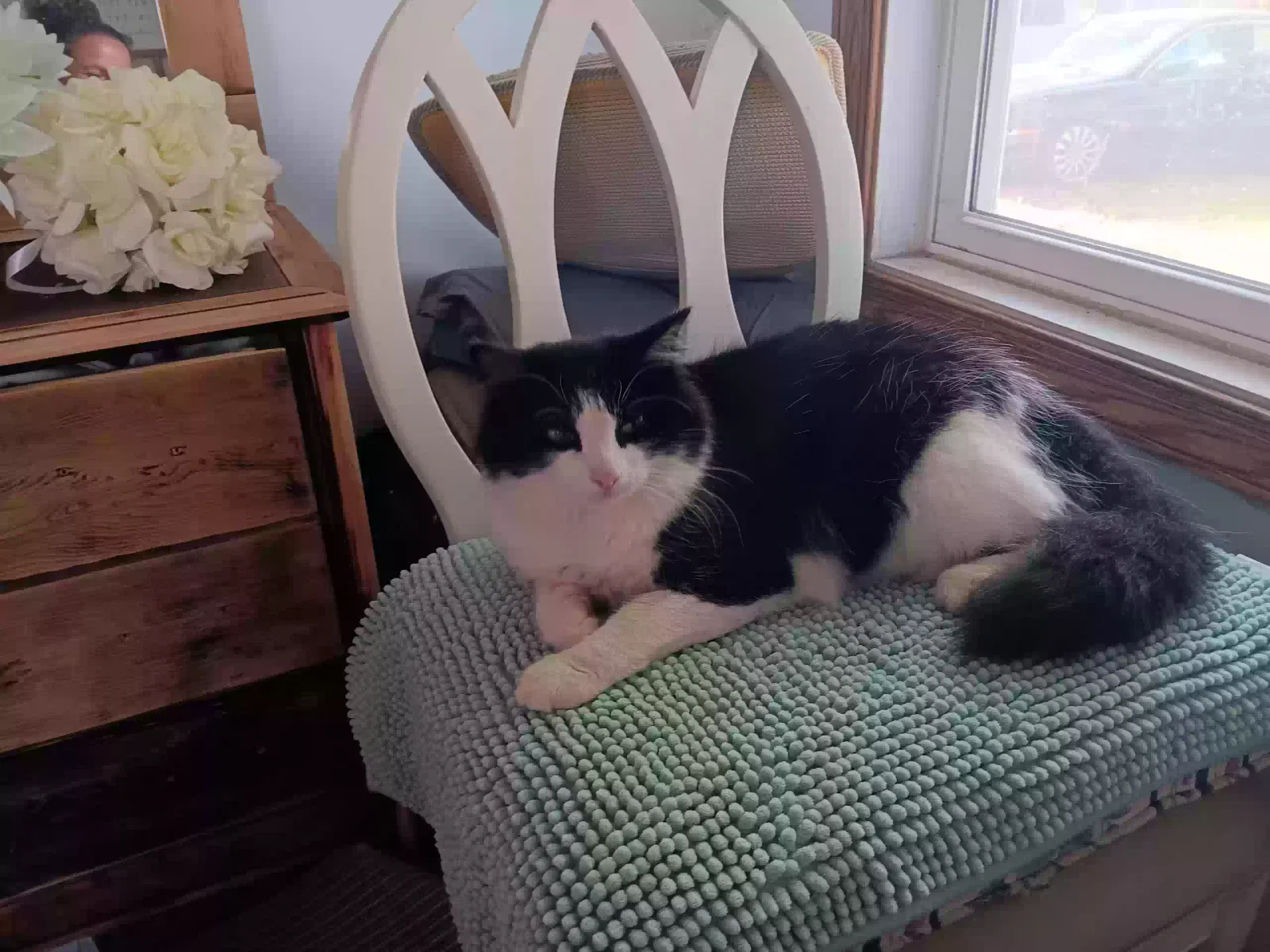 Lost cat in Detroit Lakes, MN, 56501
