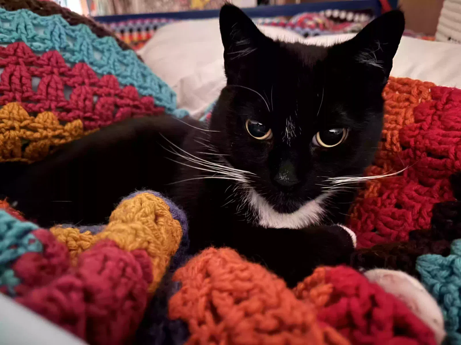 Lost cat in San Diego, CA, 92103