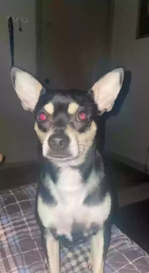 Lost dog in Marietta, GA, 30067