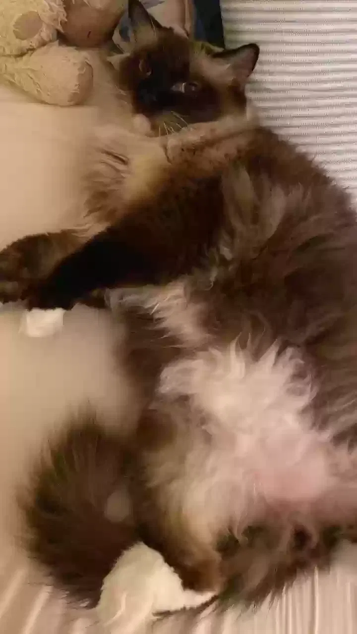Lost cat in Houston, TX, 77058