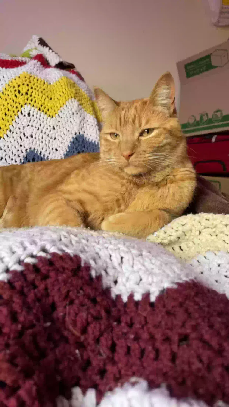 Lost cat in Loveland, CO, 80537