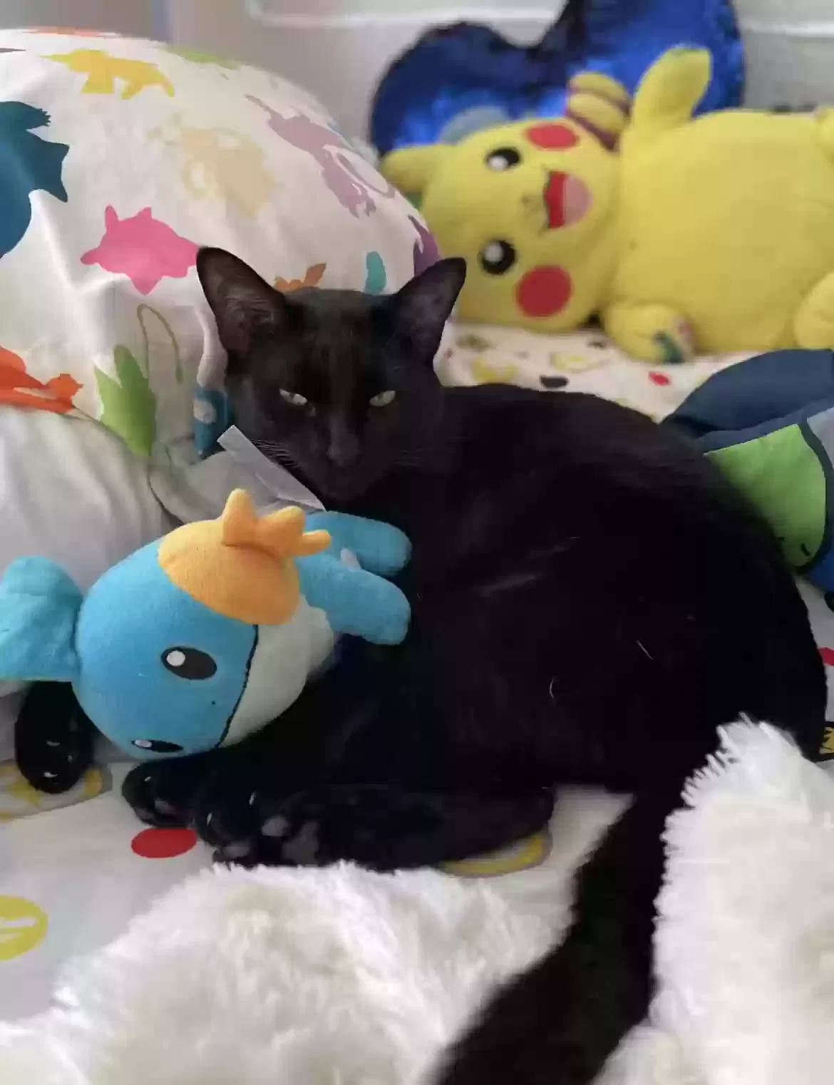Lost cat in Mesa, AZ, 85212