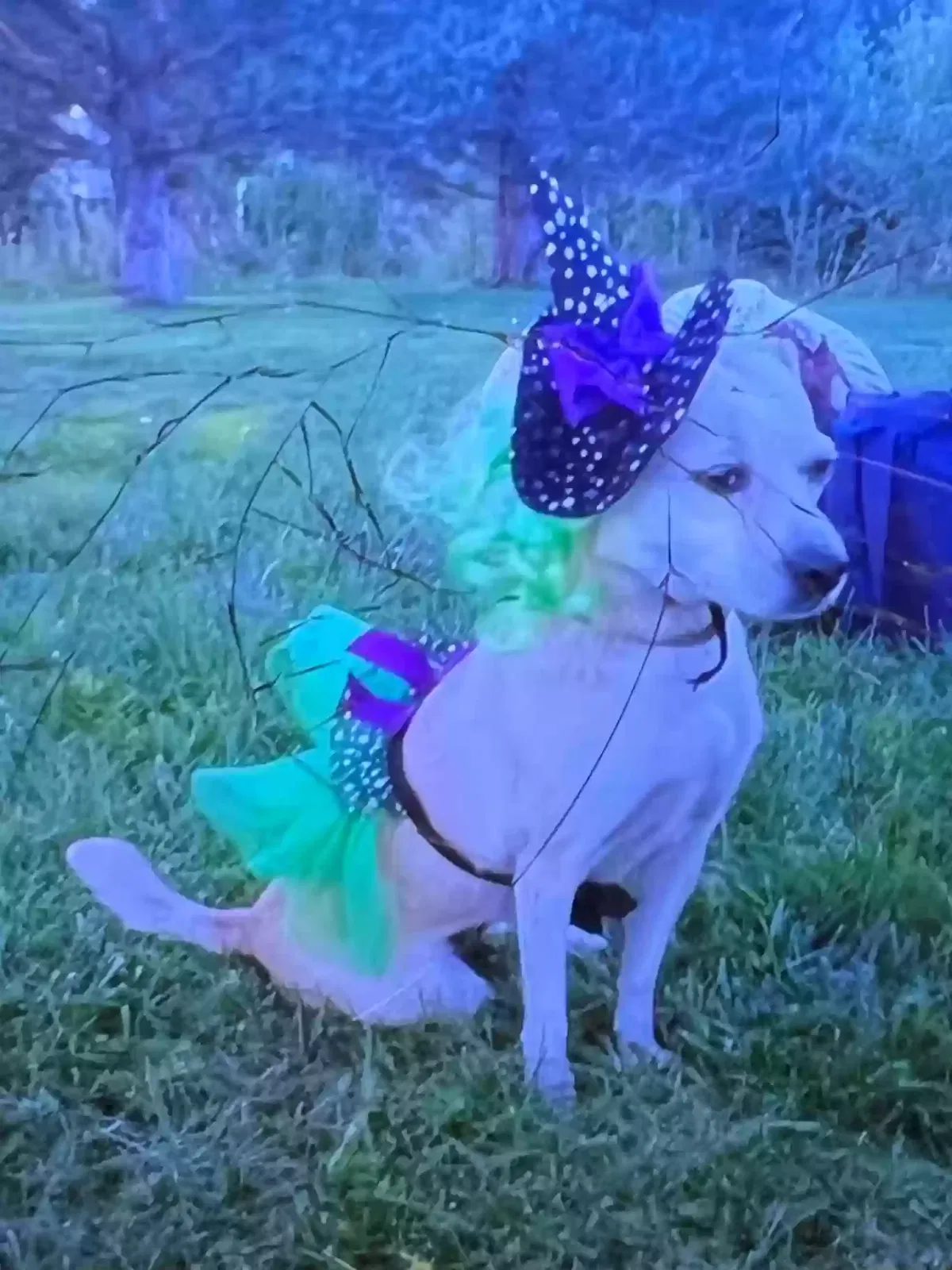 Lost dog in Albuquerque, NM, 87107