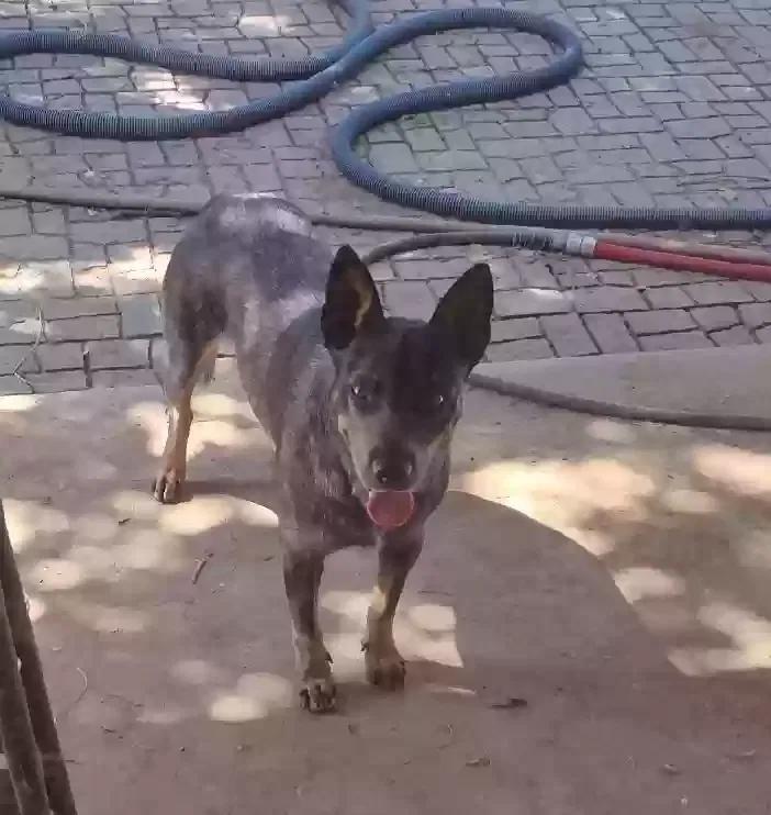 Lost dog in Phoenix, AZ, 85041