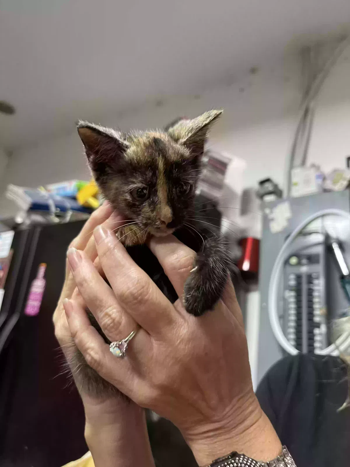Found cat in Tallahassee, FL, 32309