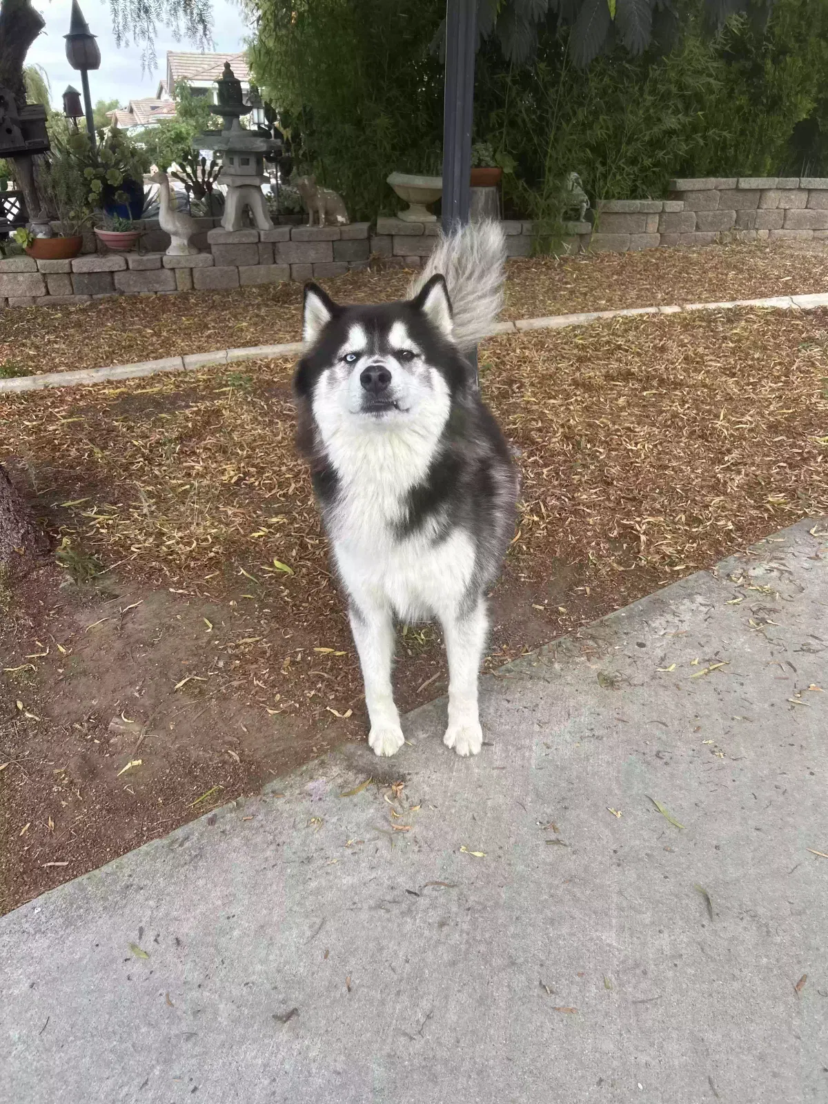 Lost dog in Wildomar, CA, 92595