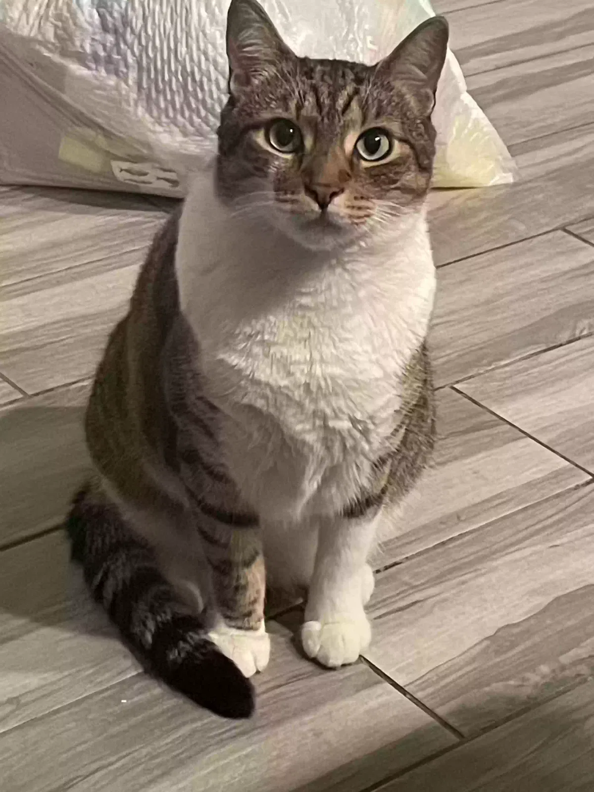 Missing Cat