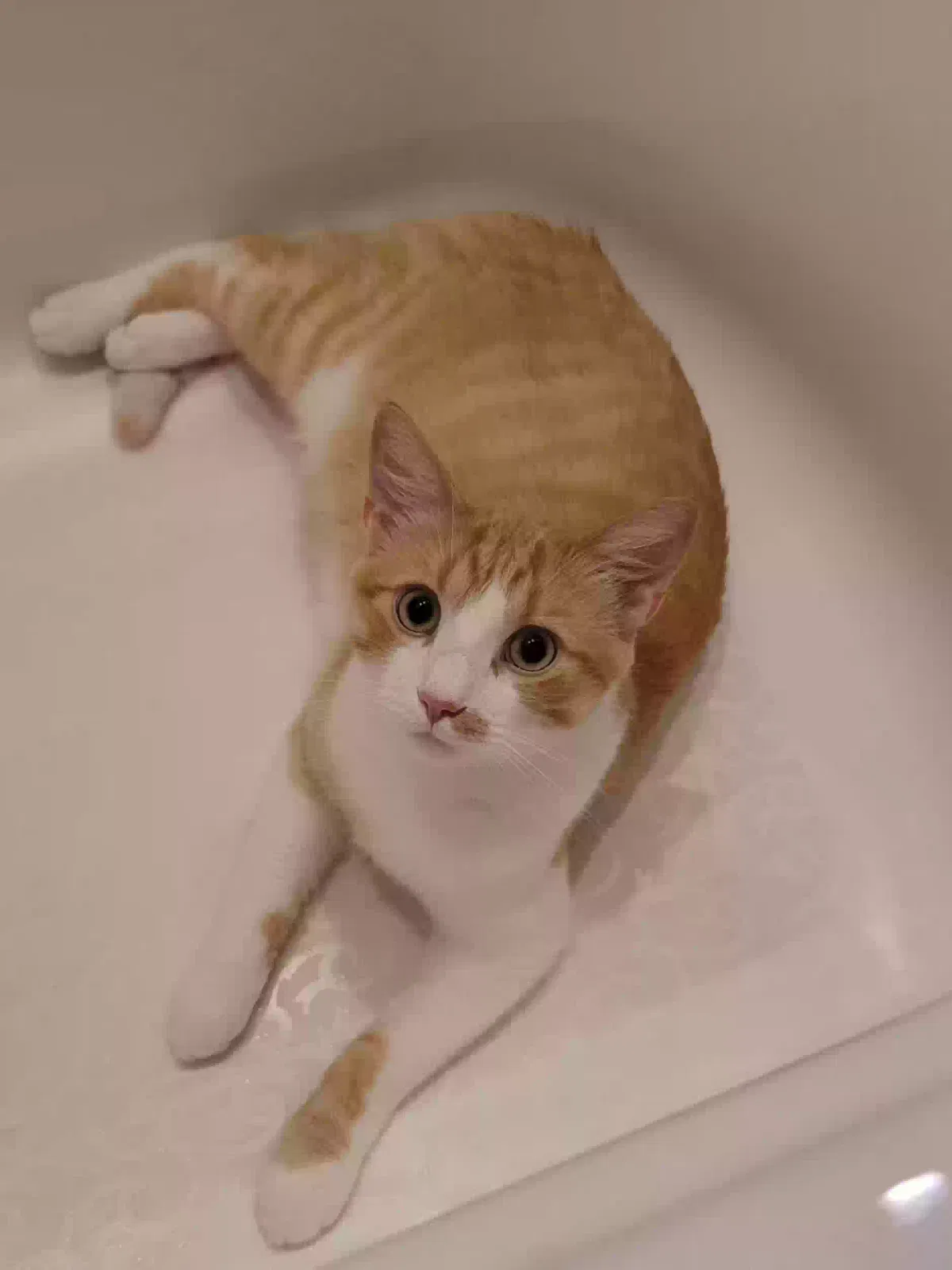 Lost cat in Homer Glen, IL, 60491