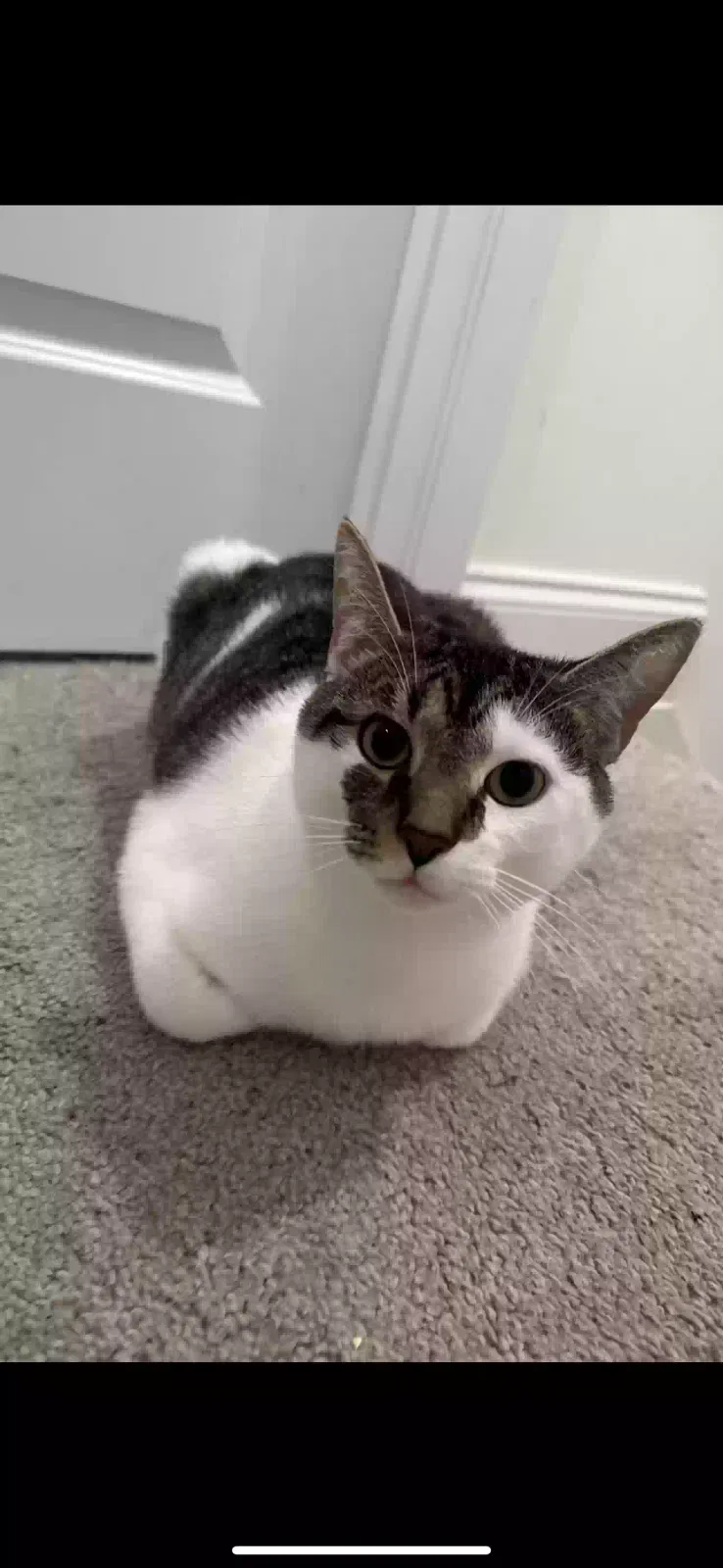 Lost cat in Clarksville, TN, 37040