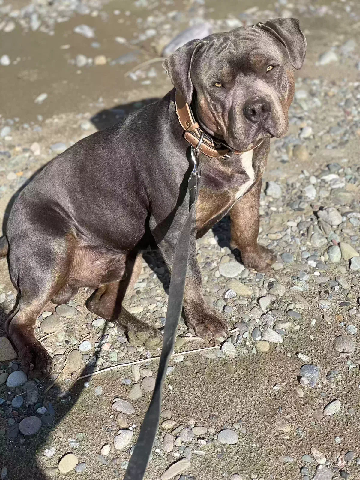 Lost dog in Guinda, CA, 95637