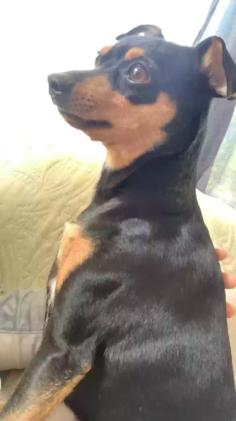 Found dog in Bethlehem, PA, 18018