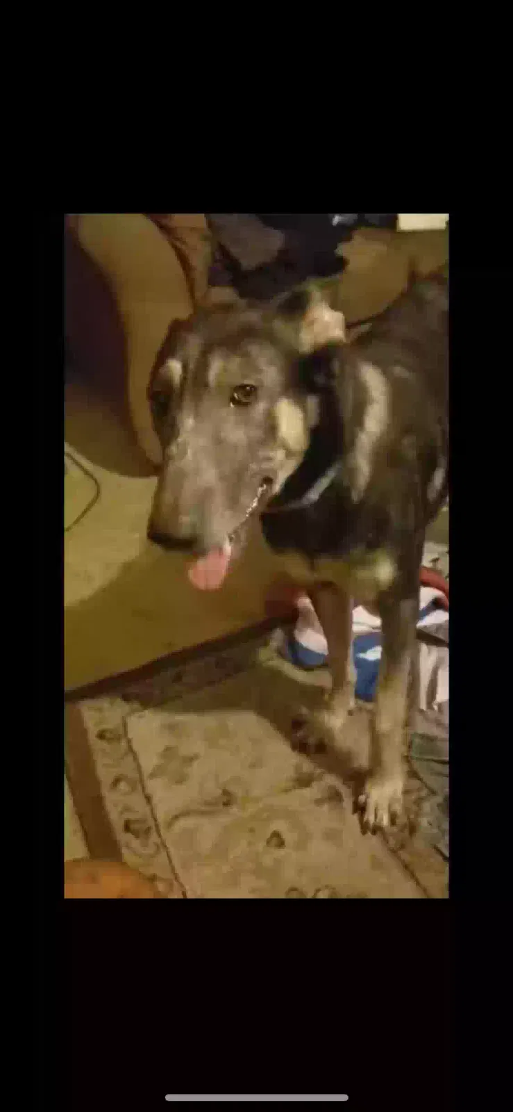 Lost dog in Arlington, TX, 76016