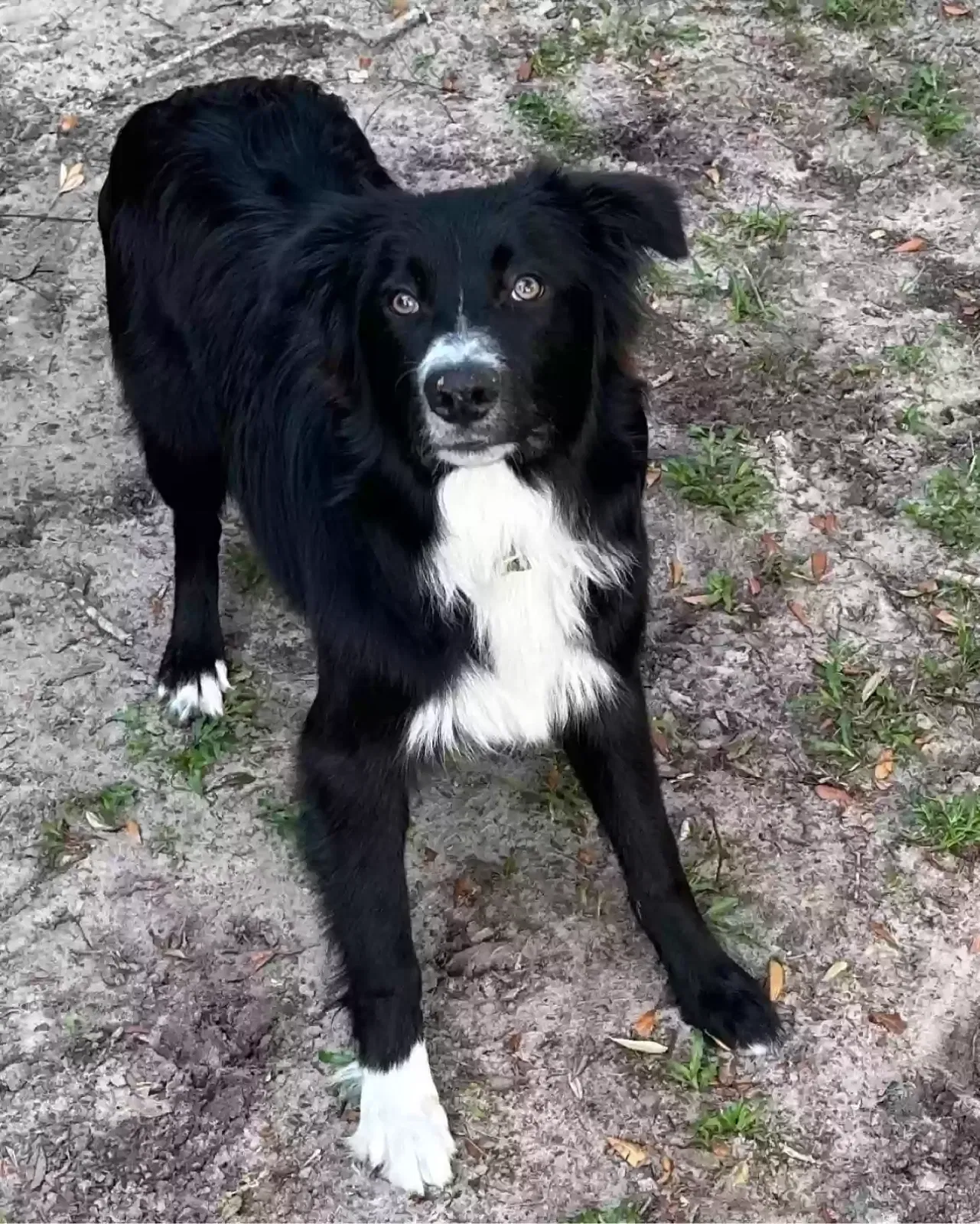 Lost dog in Spring Hill, FL, 34608