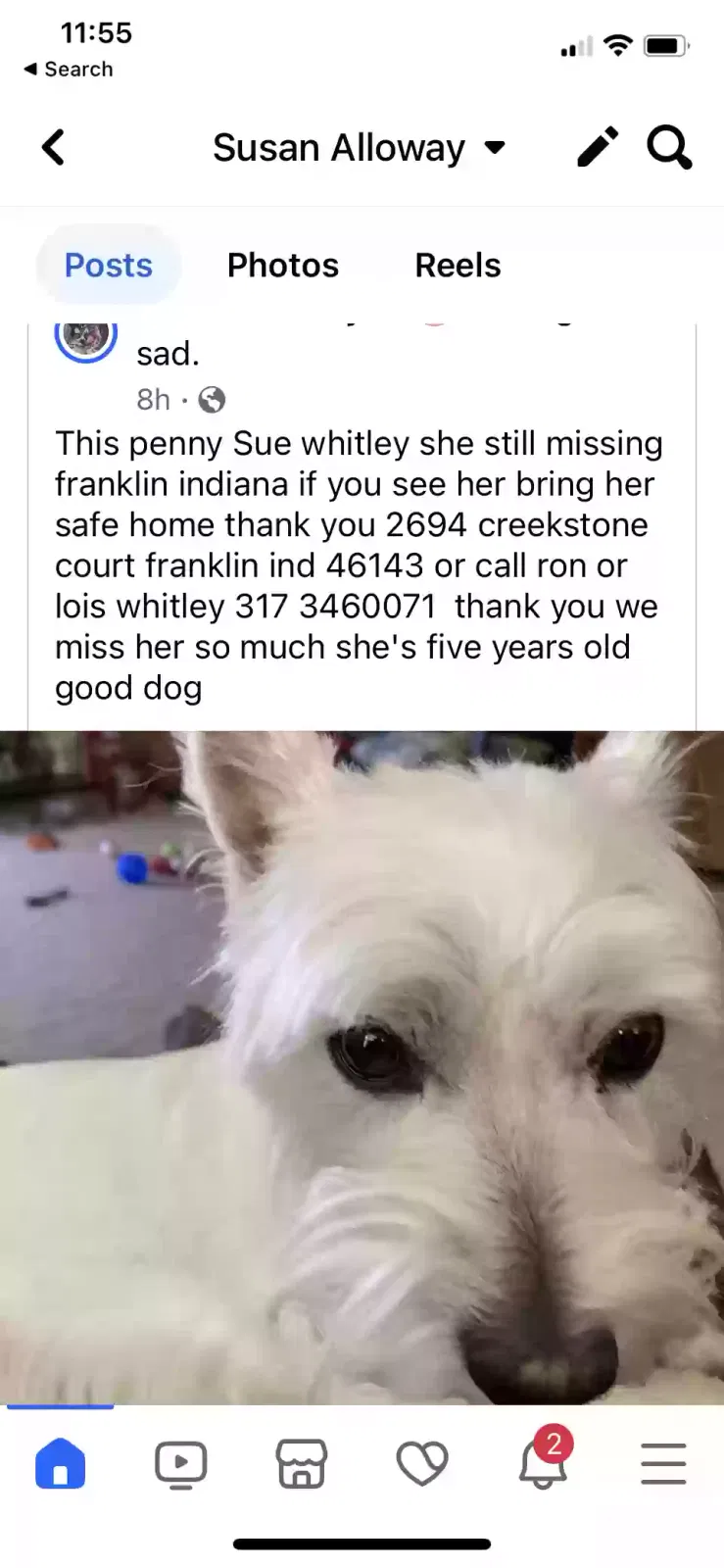 Lost dog in Greenwood, IN, 46143